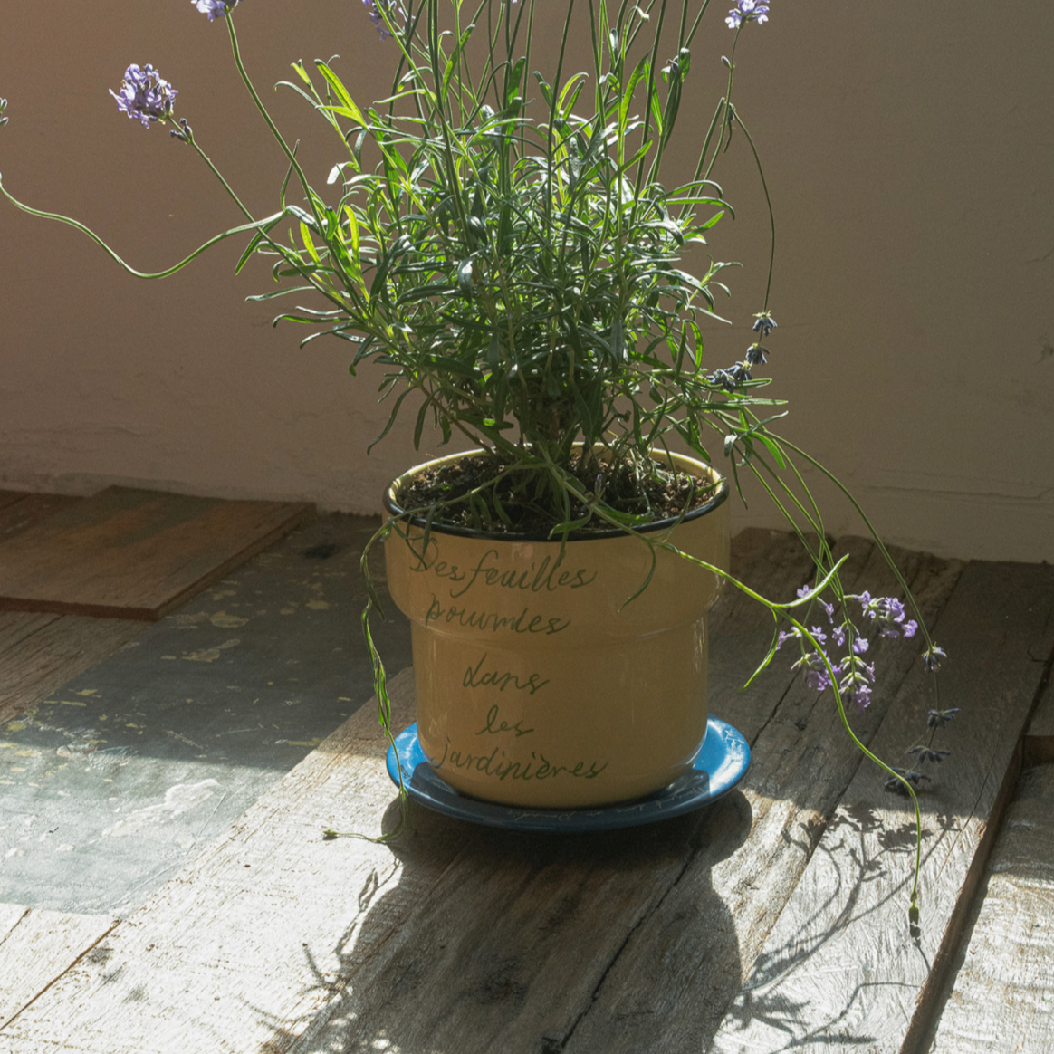 |HOTEL PARIS CHILL| Offline Mode Planter (Vanilla)